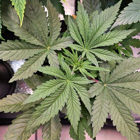 C.G. growlog timeline photo