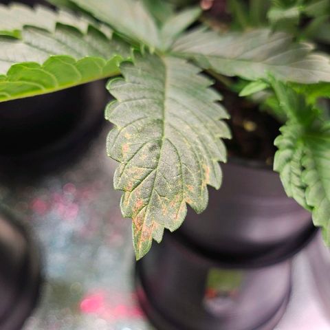 C.G. growlog timeline photo