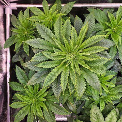N.L. 4 growlog timeline photo