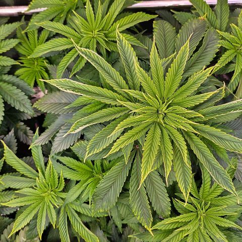 N.L. 5 growlog timeline photo