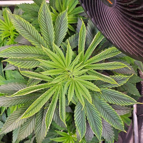 C.G. 6 growlog timeline photo