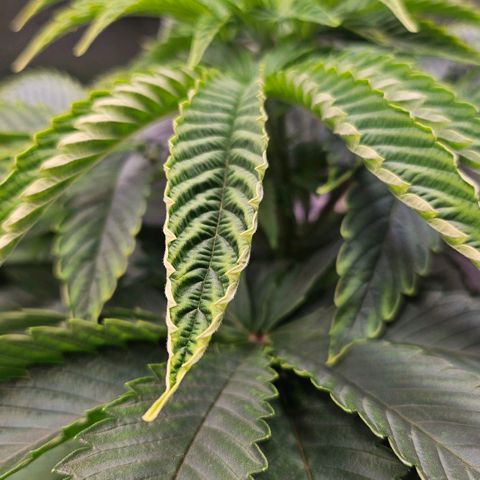 C.G. 6 growlog timeline photo