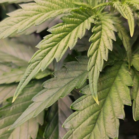 S.Q. growlog timeline photo