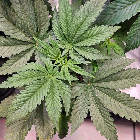 C.G. growlog timeline photo