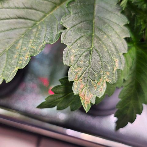 C.G. growlog timeline photo