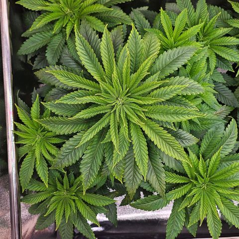 N.L. 4 growlog timeline photo