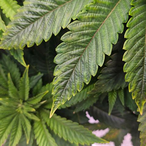 N.L. 4 growlog timeline photo