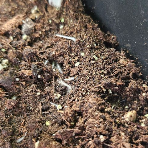 N.L. 4 growlog timeline photo