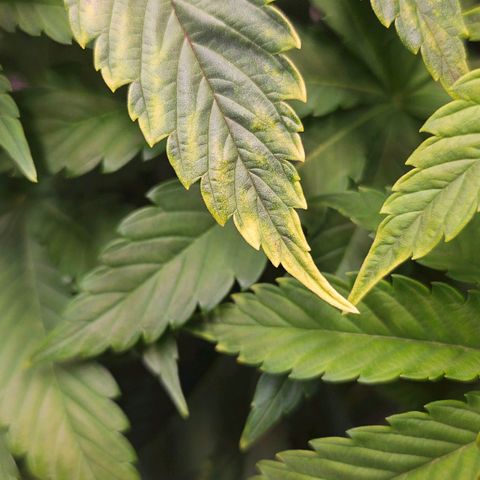 N.L. 5 growlog timeline photo