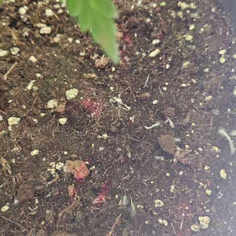 N.L. 5 growlog timeline photo