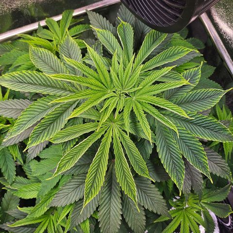 C.G. 6 growlog timeline photo