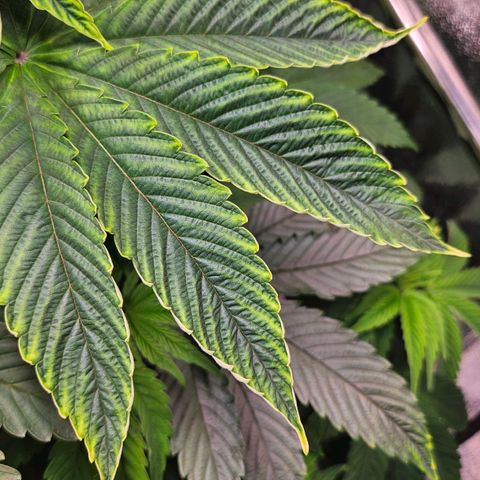 C.G. 6 growlog timeline photo