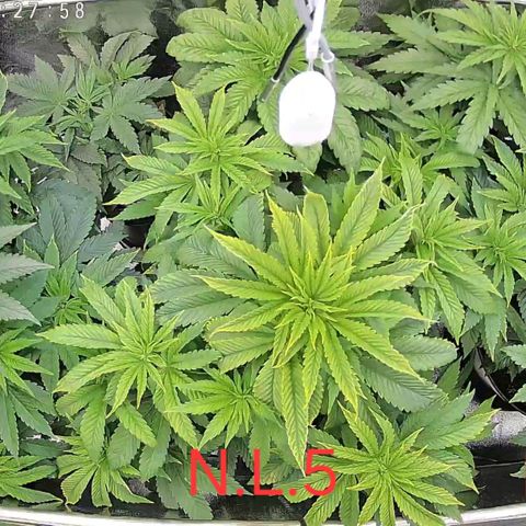 C.G. 6 growlog timeline photo