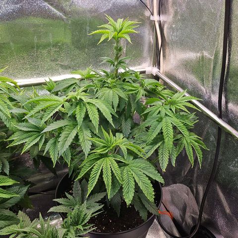 C.G. 6 growlog timeline photo