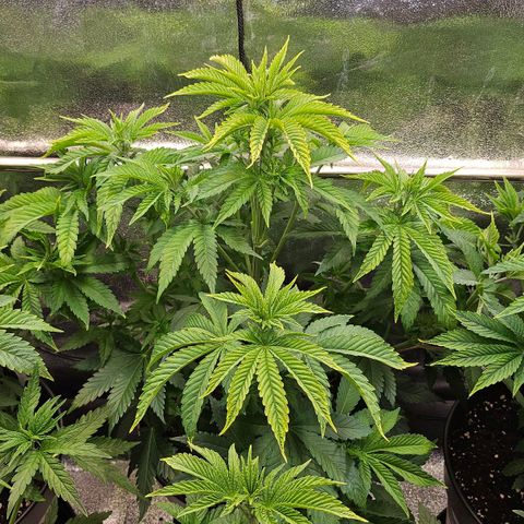 N.L. 5 growlog timeline photo