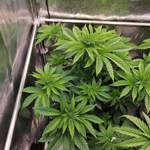 N.L. 4 growlog timeline photo