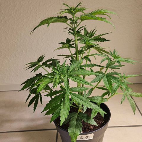 S.Q. growlog timeline photo