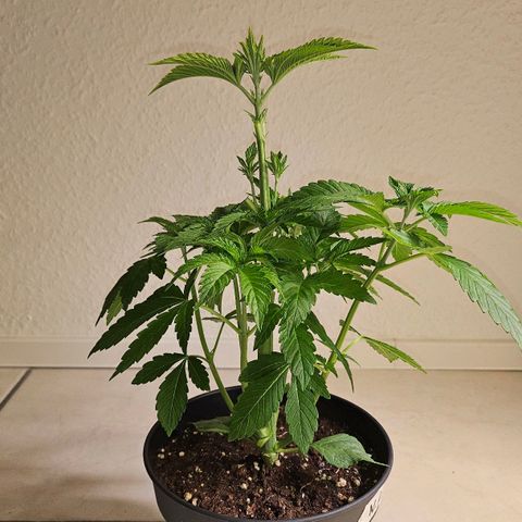 N.L. growlog timeline photo