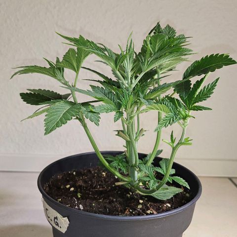 C.G. growlog timeline photo
