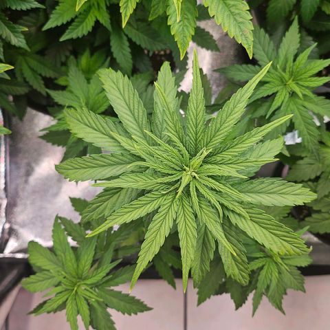 S.Q. growlog timeline photo