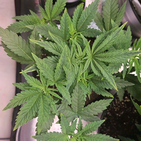 C.G. growlog timeline photo