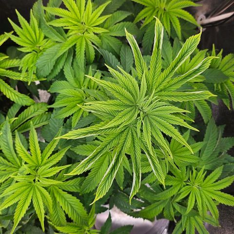 C.G. 6 growlog timeline photo