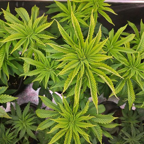 N.L. 5 growlog timeline photo