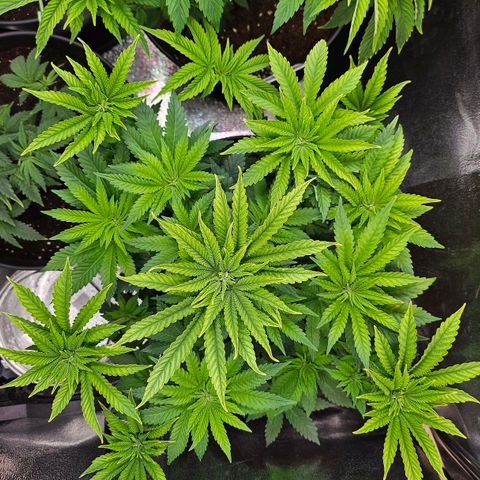 N.L. 4 growlog timeline photo