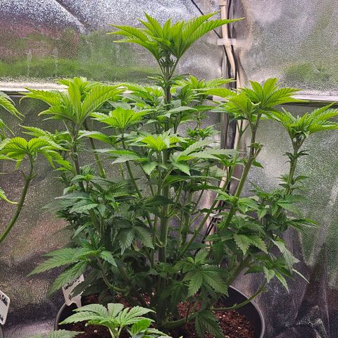 N.L. 4 growlog timeline photo