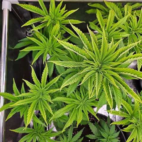 N.L. 5 growlog timeline photo