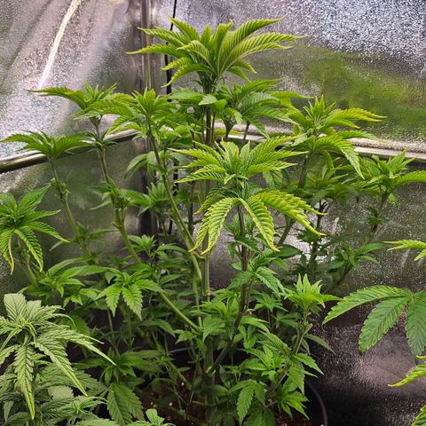 N.L. 5 growlog timeline photo