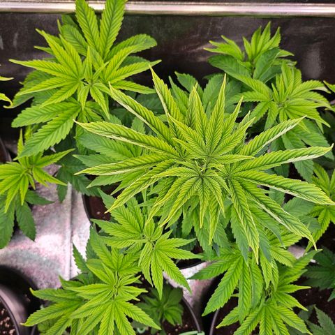 C.G. 6 growlog timeline photo