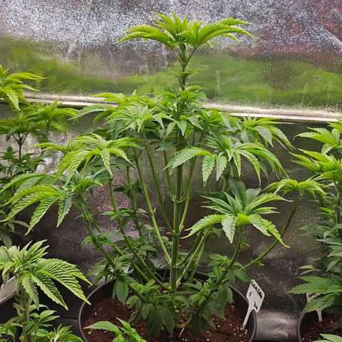 C.G. 6 growlog timeline photo