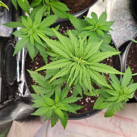 S.Q. growlog timeline photo