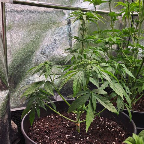S.Q. growlog timeline photo