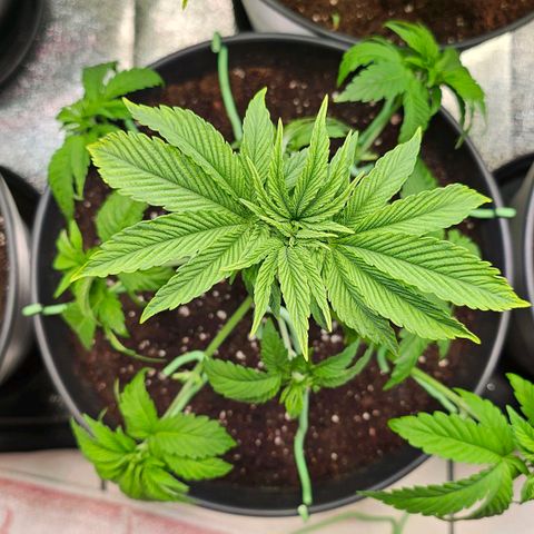 N.L. growlog timeline photo