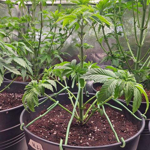 N.L. growlog timeline photo
