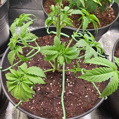 N.L. growlog timeline photo