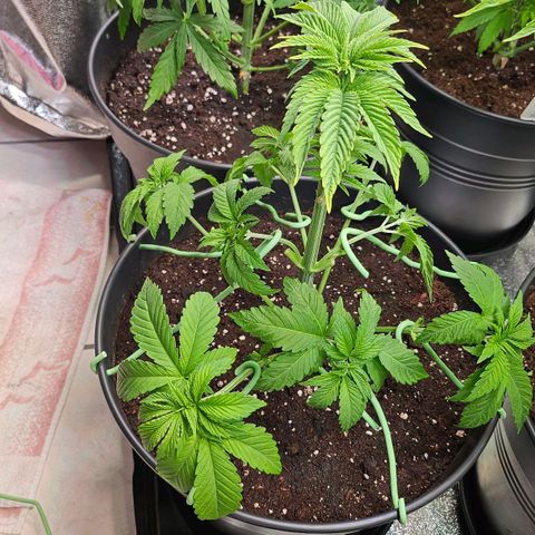 N.L. growlog timeline photo