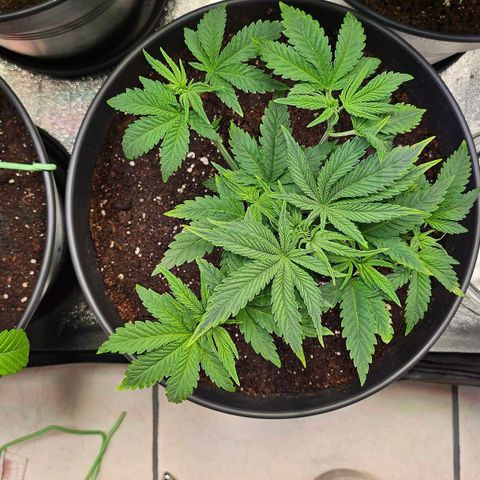 C.G. growlog timeline photo