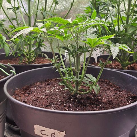 C.G. growlog timeline photo