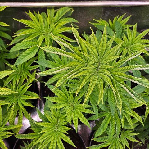 C.G. 6 growlog timeline photo