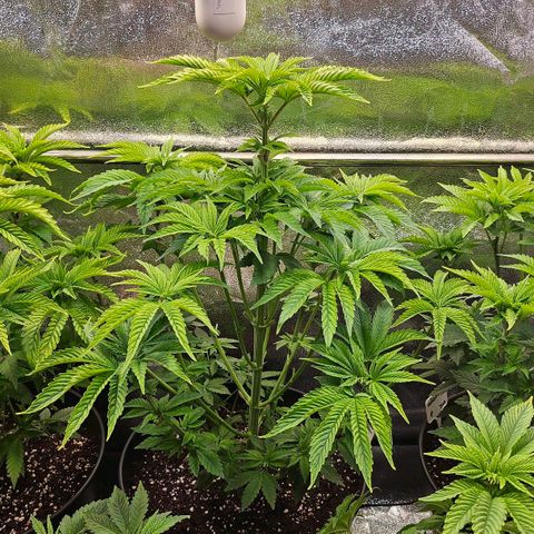 C.G. 6 growlog timeline photo