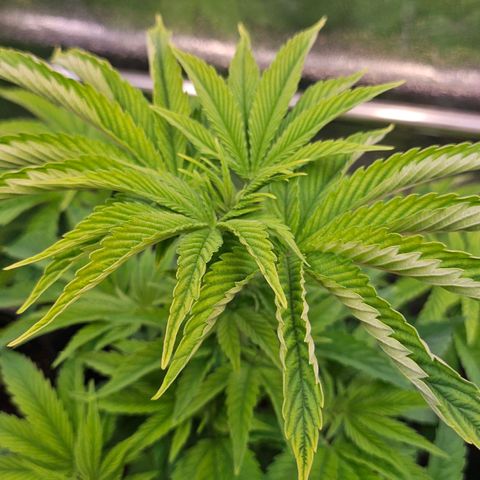 C.G. 6 growlog timeline photo