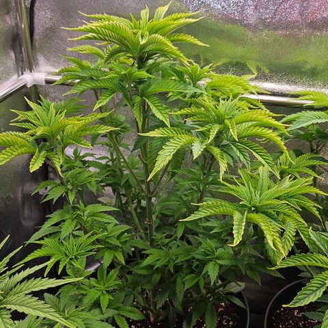 N.L. 5 growlog timeline photo