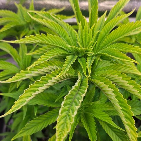 N.L. 5 growlog timeline photo