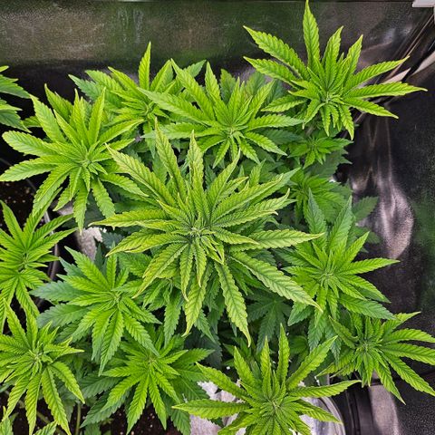 N.L. 4 growlog timeline photo