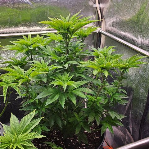 N.L. 4 growlog timeline photo