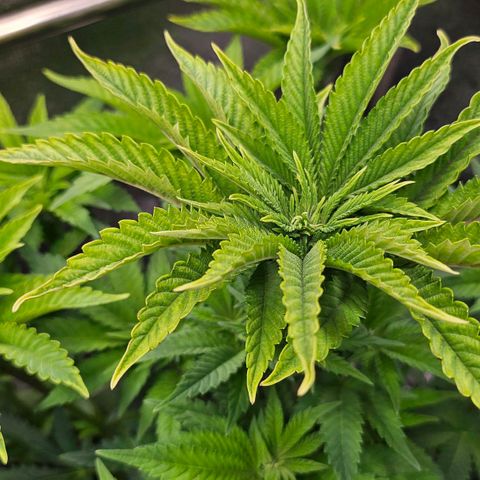 N.L. 4 growlog timeline photo
