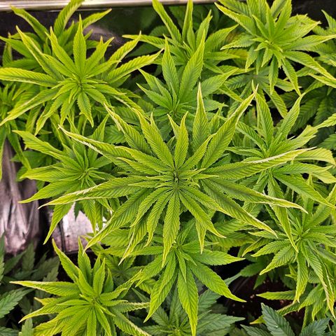N.L. 5 growlog timeline photo